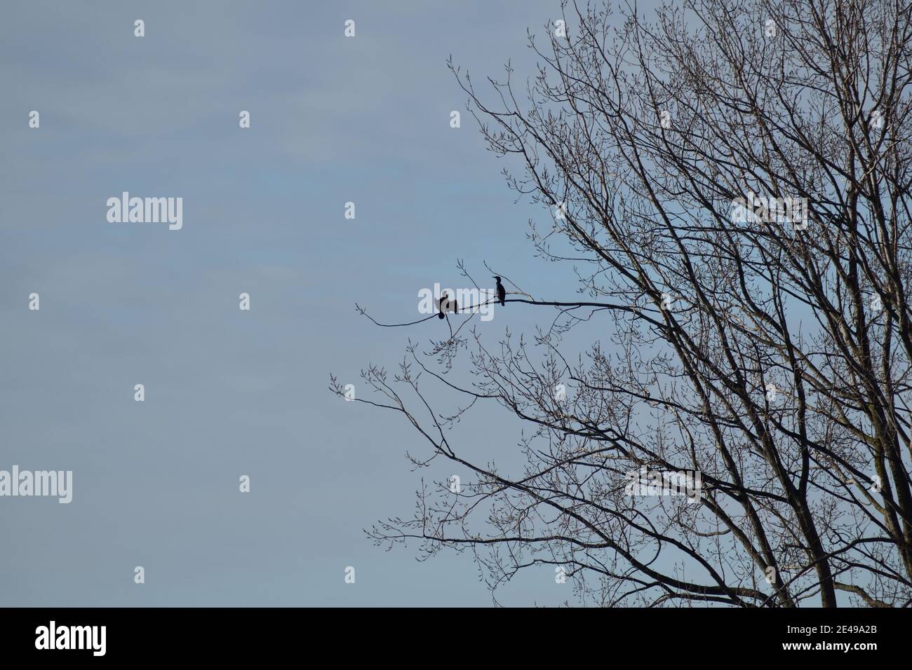 Uccelli maschi e femmine che si diffonde ali negli alberi in mostra rituale di courtship Foto Stock
