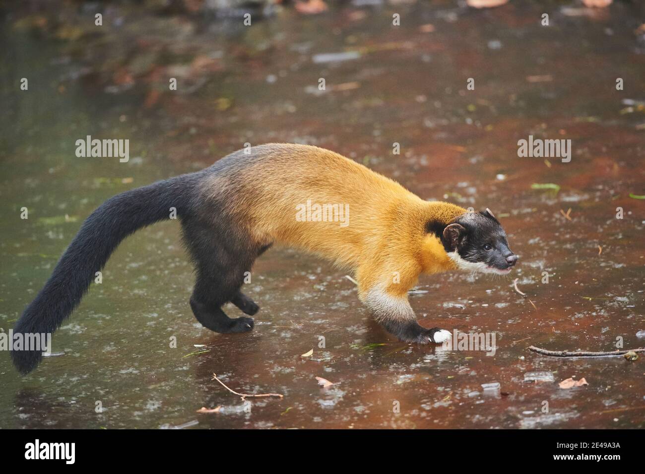 Gran Marten, Martes flavigula, laterale, in piedi, ghiaccio Foto Stock