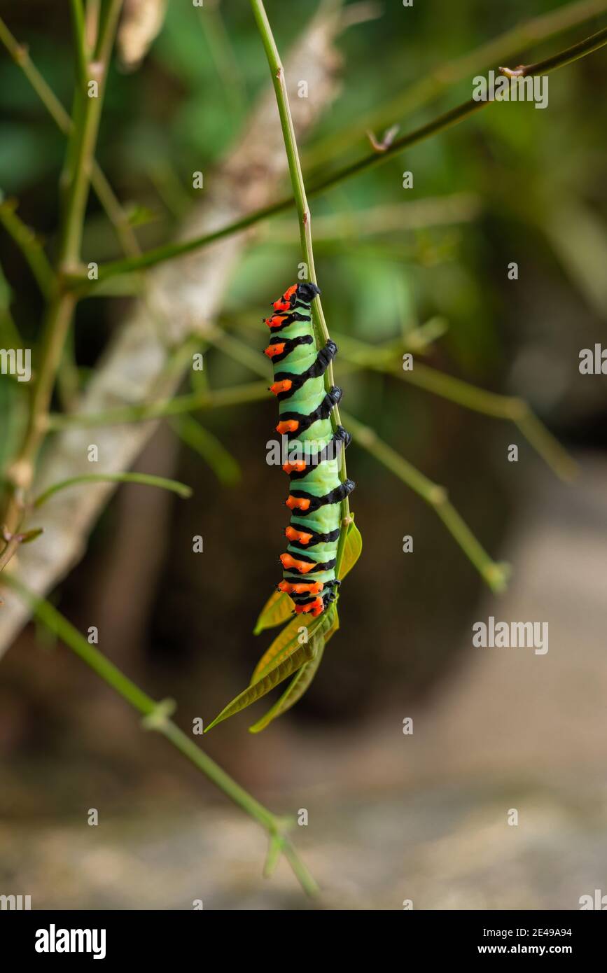 Caterpillar nella foresta pluviale amazzonica, Brasile. Foto Stock