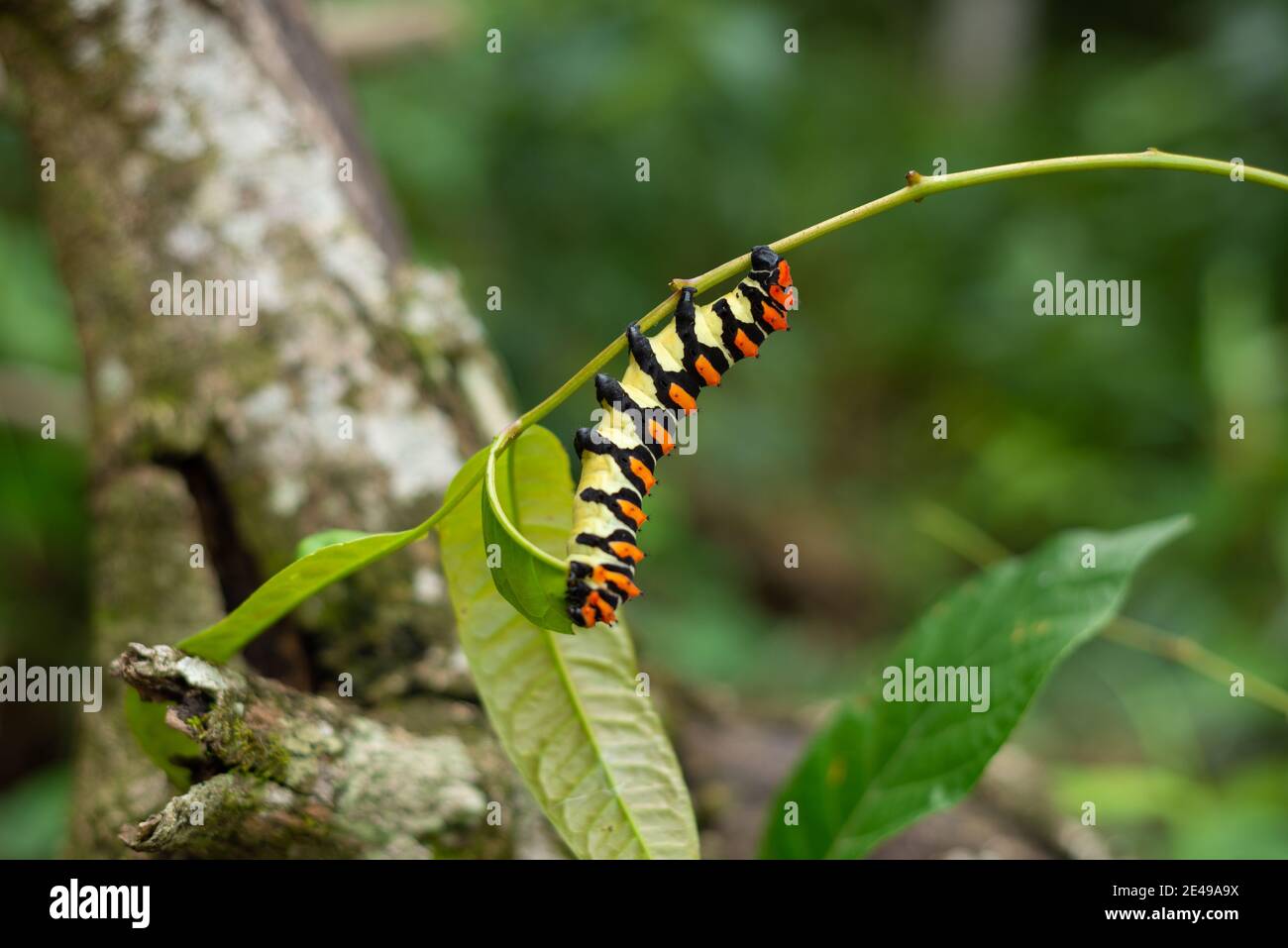 Caterpillar nella foresta pluviale amazzonica, Brasile. Foto Stock