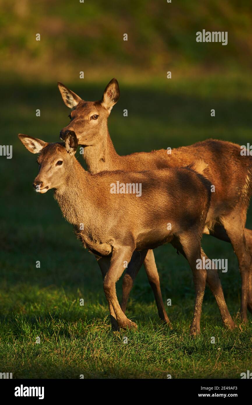 Cervo rosso (Cervus elaphus) madre con il suo giovane animale, camminando in un prato, in Germania Foto Stock