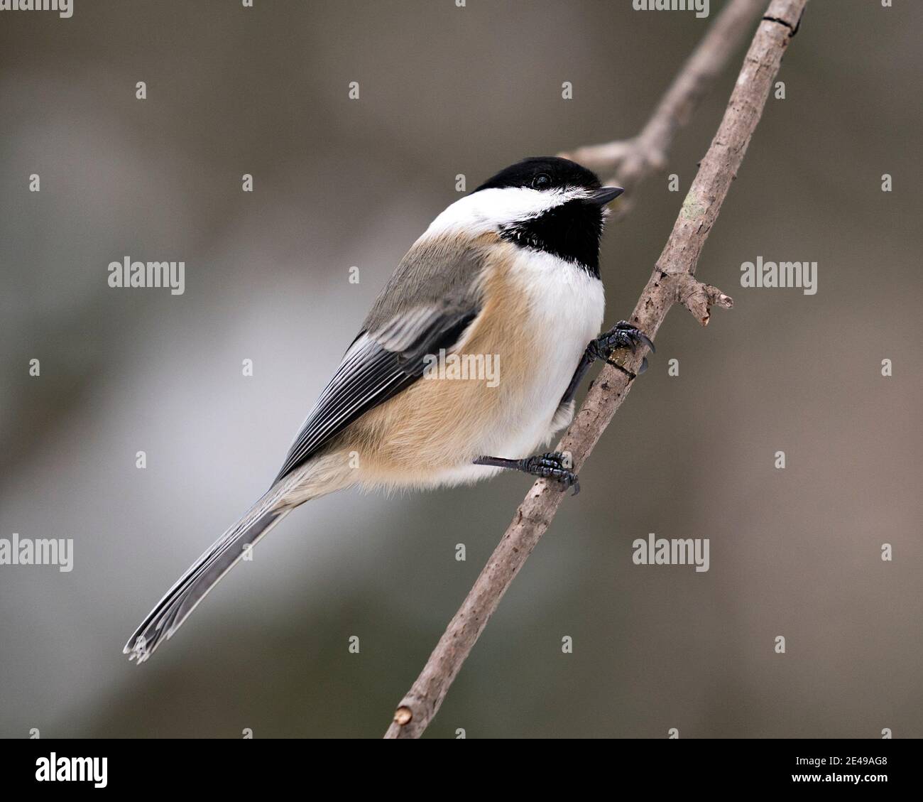 Chickadee primo piano profilo vista su un ramo di albero con uno sfondo sfocato che guarda verso il cielo nel suo ambiente e habitat. Foto Stock