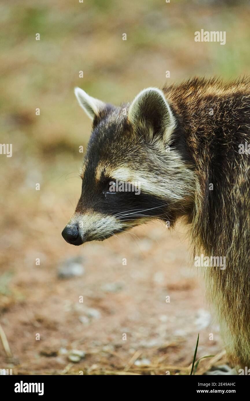 Raccoon, Procyon lotor, ritratto, laterale, in piedi, Baviera, Germania, Europa Foto Stock