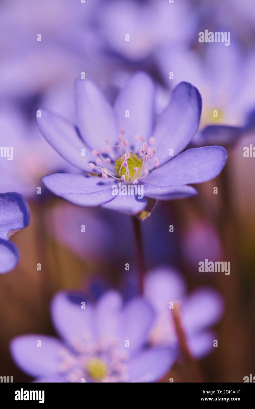 Comune Hepatica (Anemone hepatica), fioritura, Baviera, Germania Foto Stock