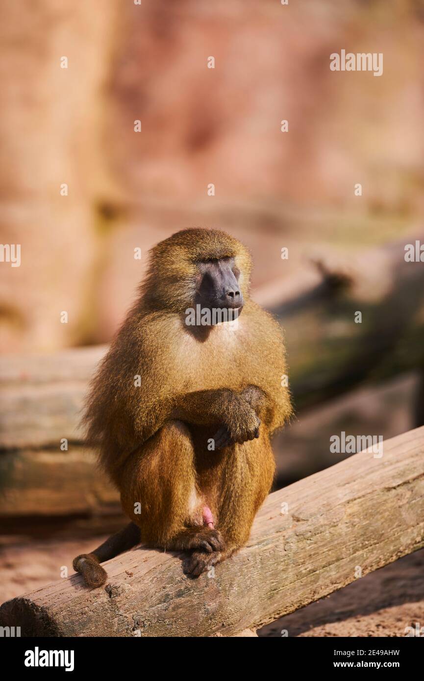 Baboons della Guinea, papio papio, seduta frontale Foto Stock
