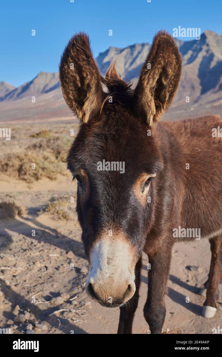 Asino africano (Equus africanus asinus) in paesaggio arido, Playa de Cofete, Fuerteventura, Isole Canarie, Spagna Foto Stock