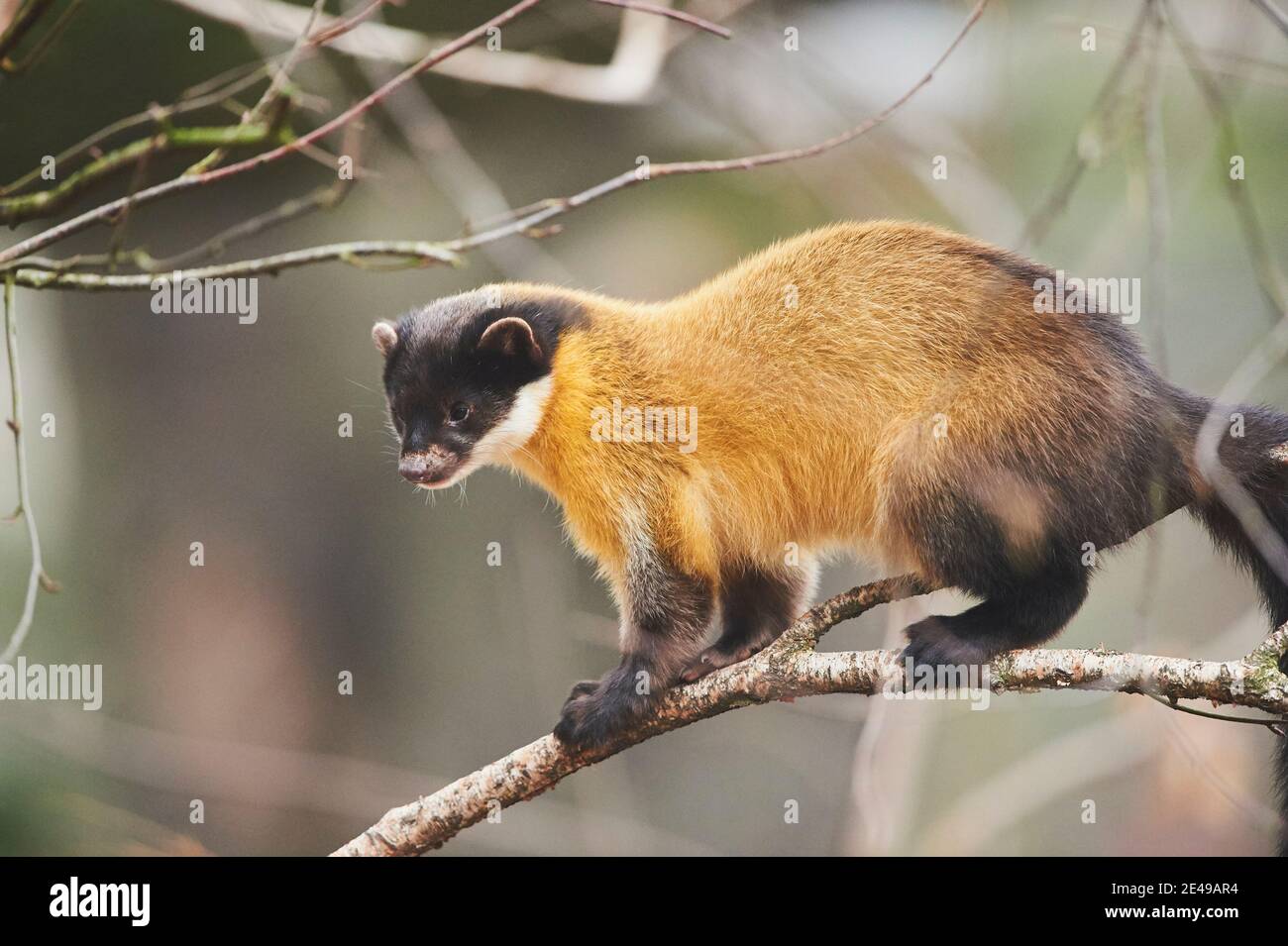 Great Marten, Martes flavigula, Sideways, stand, ramo, guardare nella fotocamera, Foto Stock