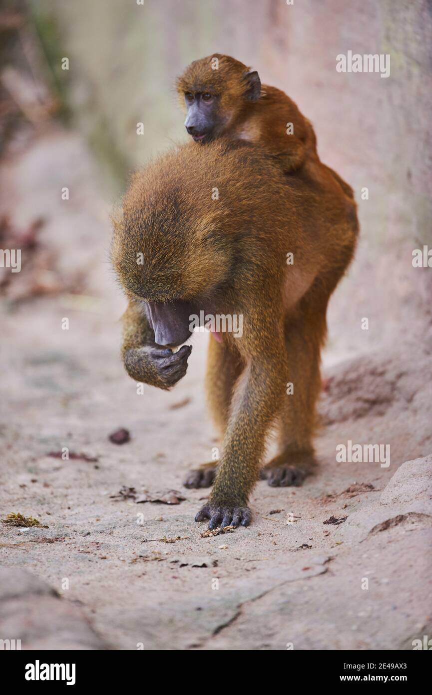 Guinea baboons, papio papio, madre con giovane animale, schiena, trasporto, frontale, mentire Foto Stock