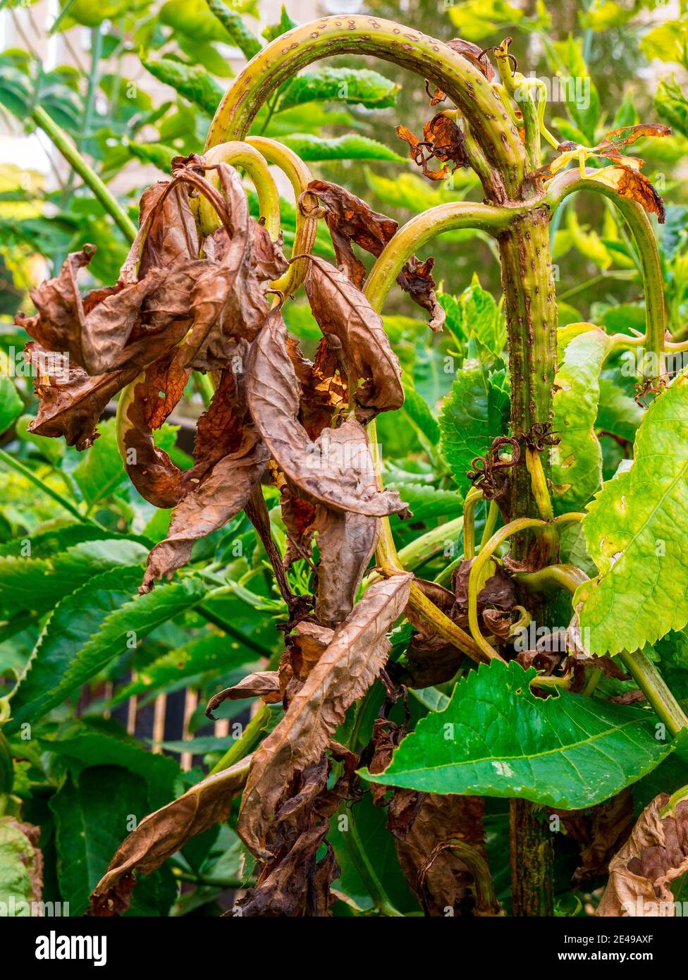 Arbusto di sambuco nero europeo (Sambucus nigra) danneggiato dai parassiti Foto Stock