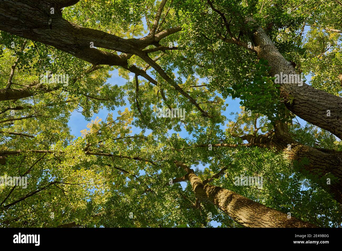 Area ricreativa di Inselpark, aspen tremante (populus tremula), avenue, autunno, Ratisbona, Baviera, Germania Foto Stock