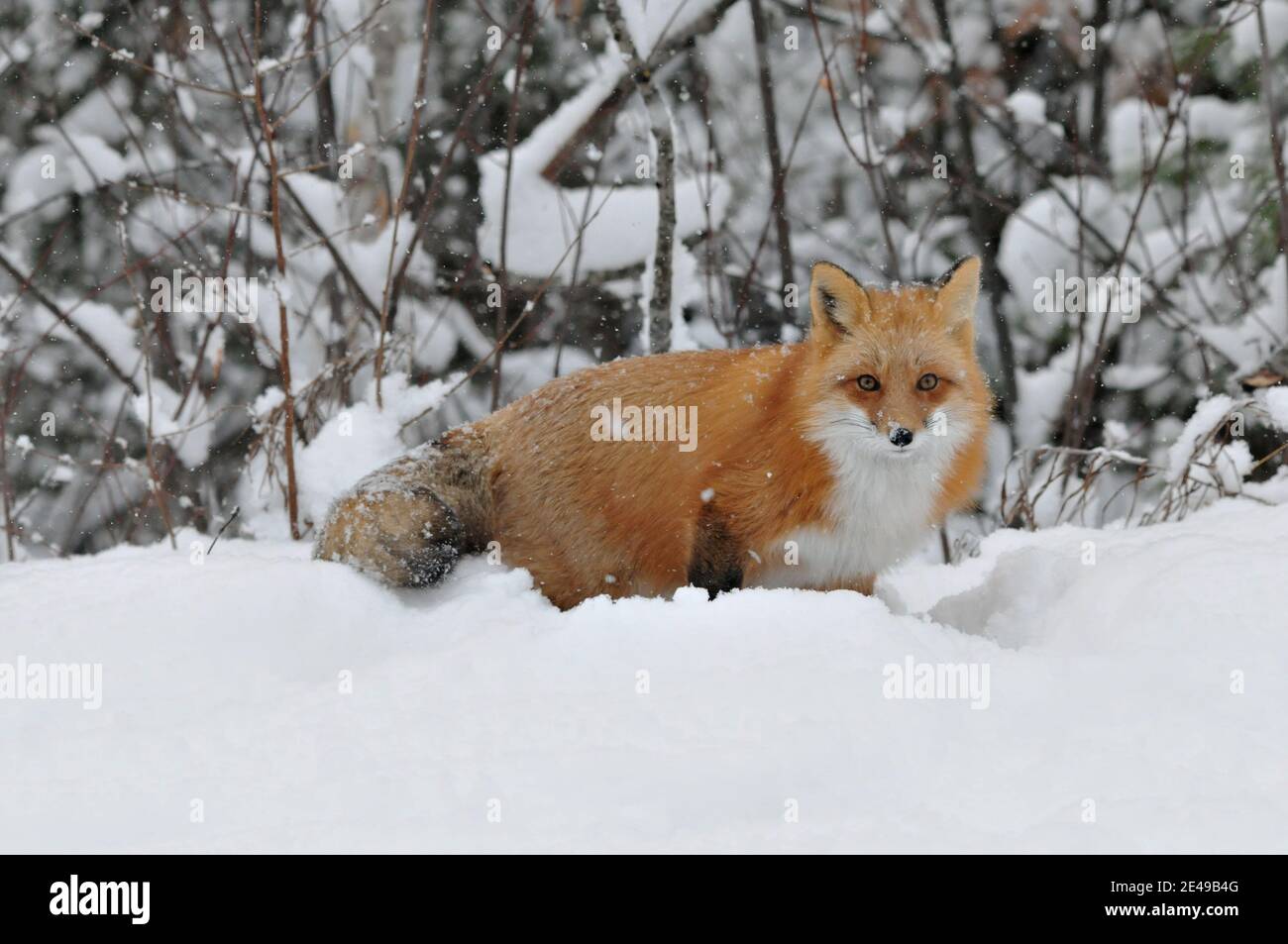 Vista ravvicinata del profilo della volpe rossa nella stagione invernale con la neve che cade sulla volpe e godendo il suo ambiente e habitat. Immagine FOX. Immagine. Verticale. Foto Stock