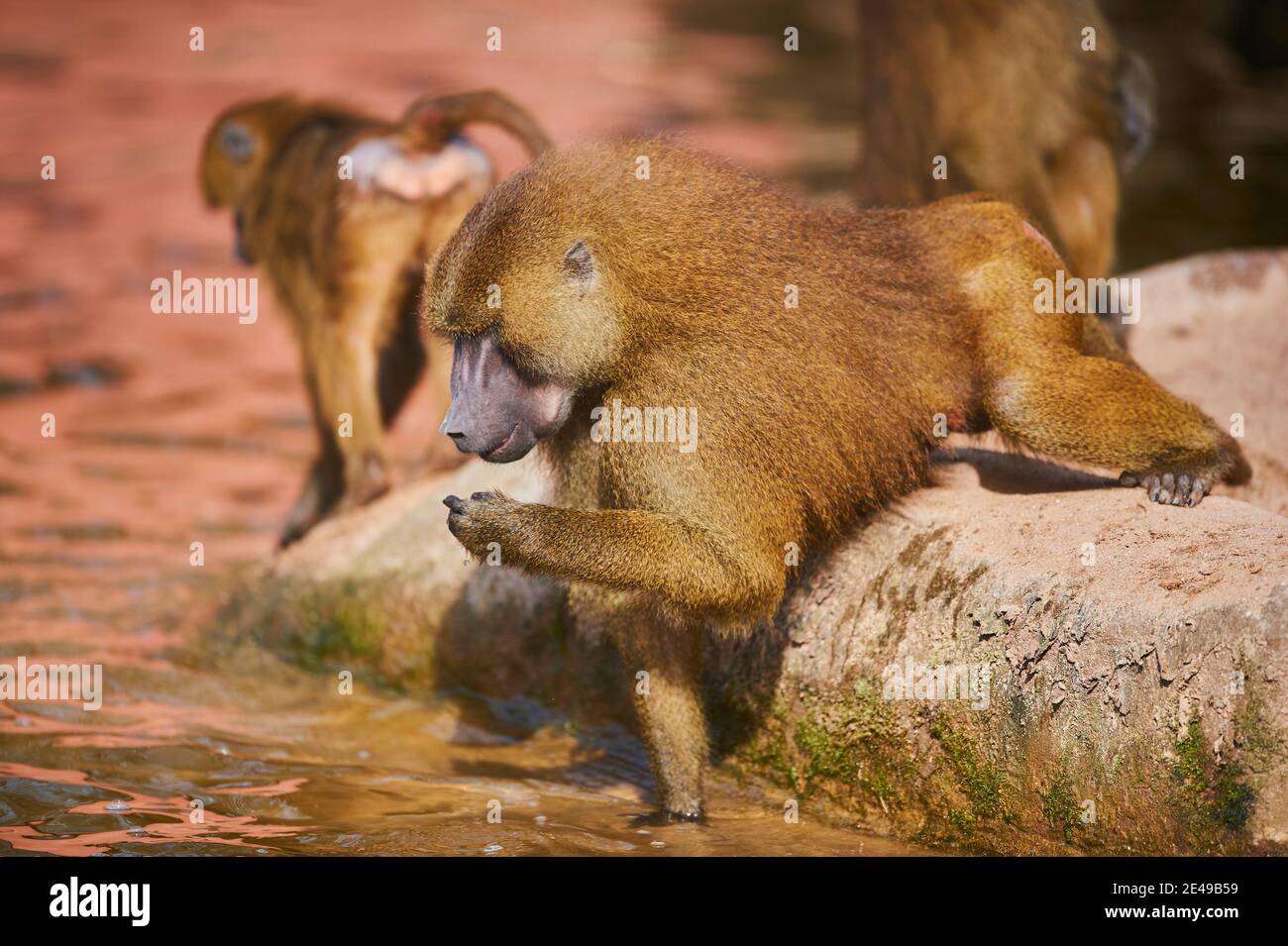 Baboons della Guinea, papio papio, laterale, in piedi Foto Stock