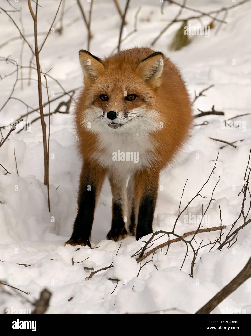 Volpe rossa guardando la macchina fotografica nella stagione invernale nel suo ambiente e habitat con neve che mostra la coda di volpe, pelliccia. Immagine FOX. Foto Stock