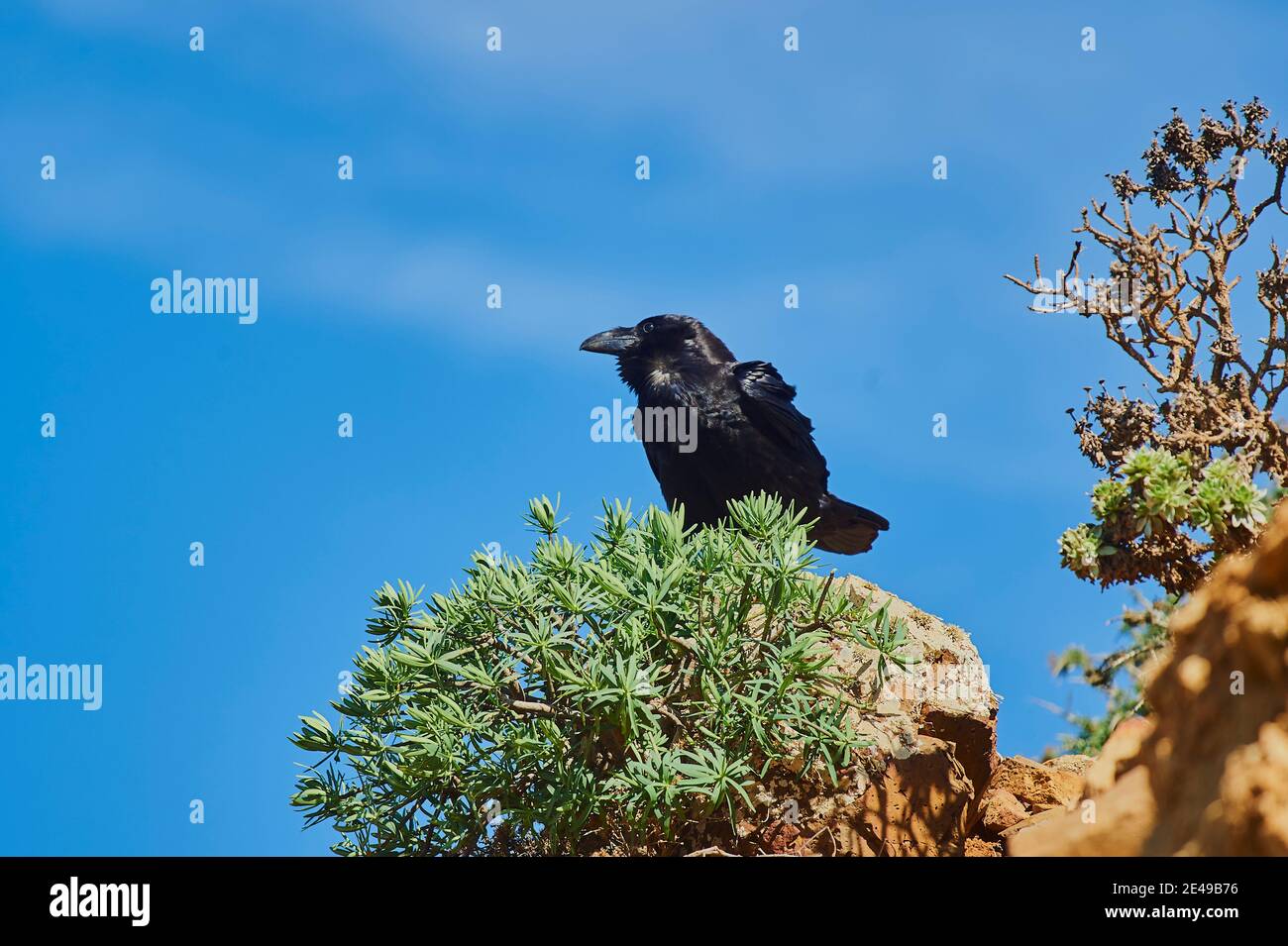 Sottospecie del corvo comune che si verifica nelle isole Canarie (Corvus corax tingitanus), uccello adulto si trova su una roccia, Fuerteventura, Isole Canarie, Spagna, Europa Foto Stock