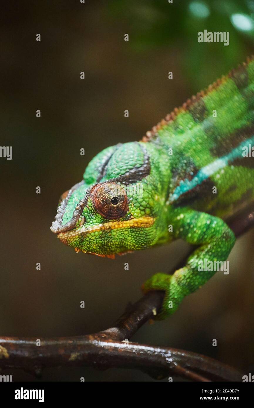 Camaleonte velato, Camaeleo calyptratus, lateralmente, salire, guardare nella fotocamera, Foto Stock