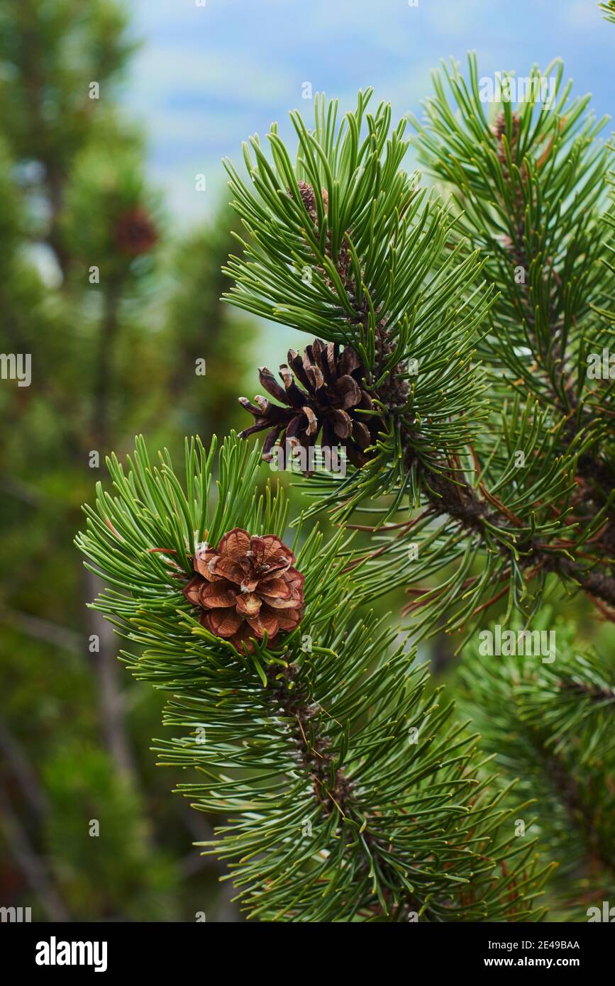 Germogli e coni di pino di montagna, pino di montagna (Pinus mugo) sulla montagna, 'Kleiner Göll', Salisburgo, Austria Foto Stock