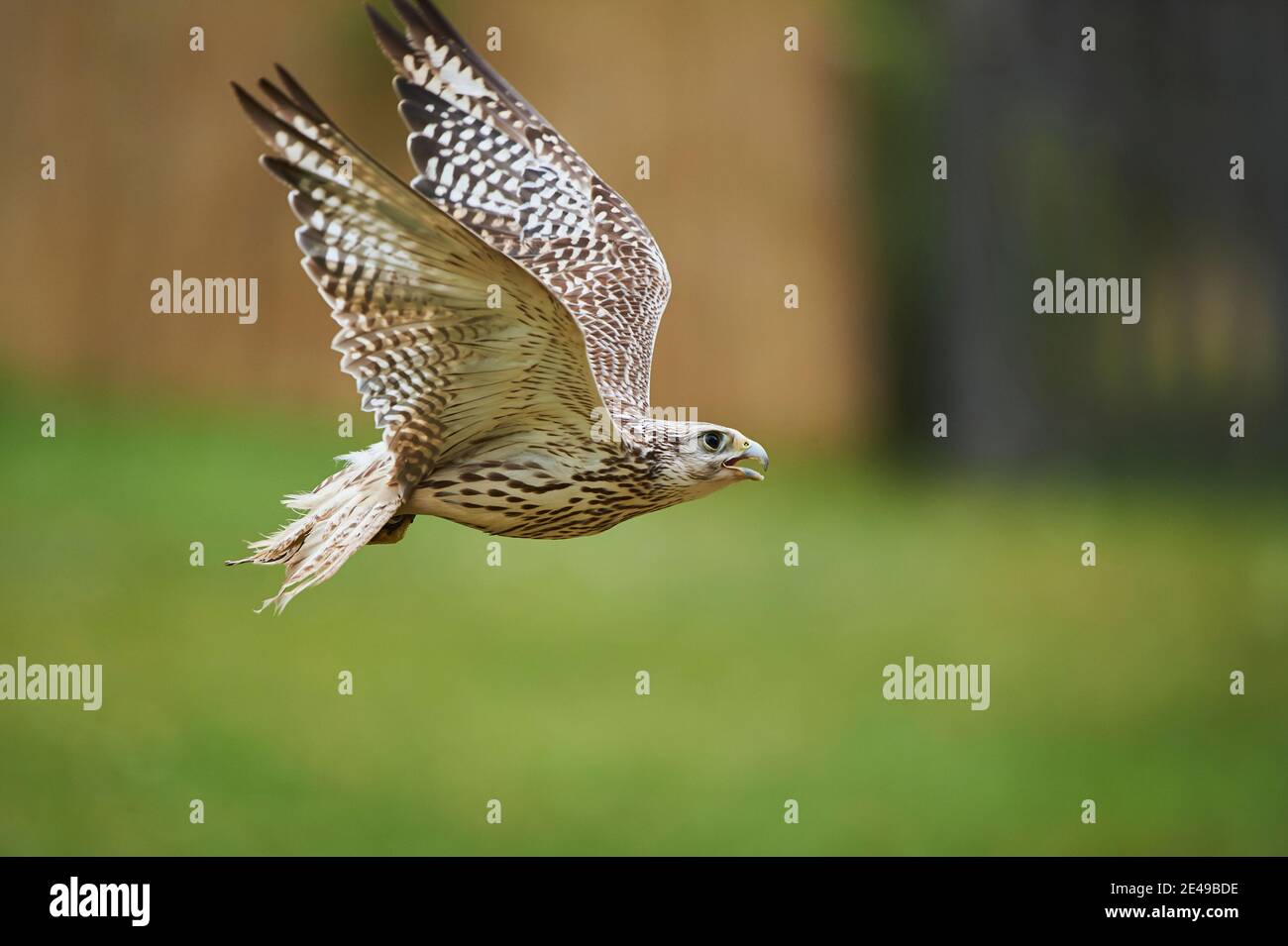 SAKER falcon (Falco cherrug) vola mentre la caccia su un prato, Baviera, Germania, Europa Foto Stock SAKER falcon (Falco cherrug) vola mentre la caccia su un prato, Baviera, Germania, Europa Foto Stock