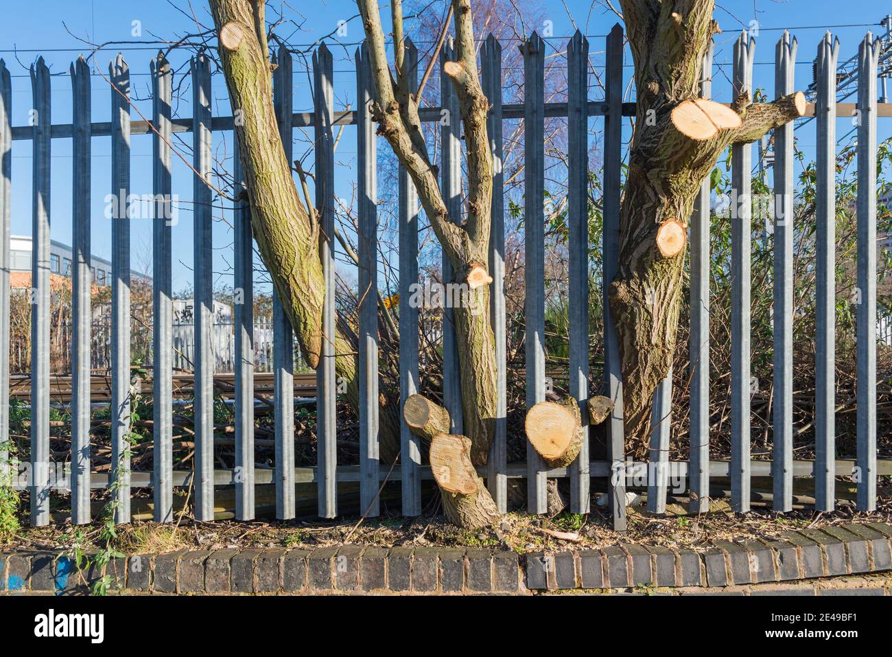 Tronco di albero che è stato tagliato crescendo attraverso recinzione di metallo Foto Stock