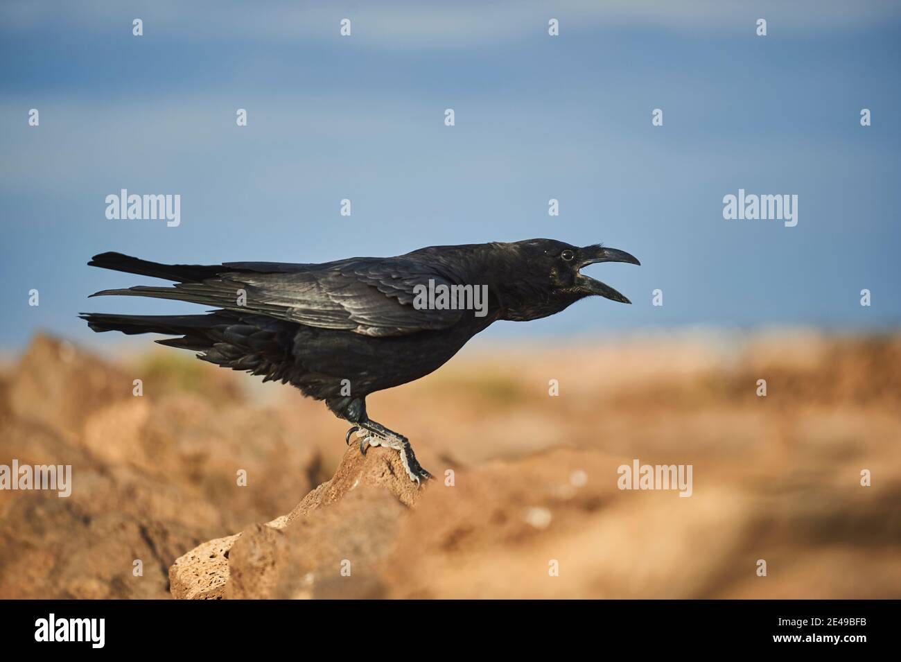 Sottospecie del corvo comune trovato sulle isole Canarie (Corvus corax tingitanus), uccello adulto si trova su una roccia e corvi, Fuerteventura, Isole Canarie, Spagna, Europa Foto Stock