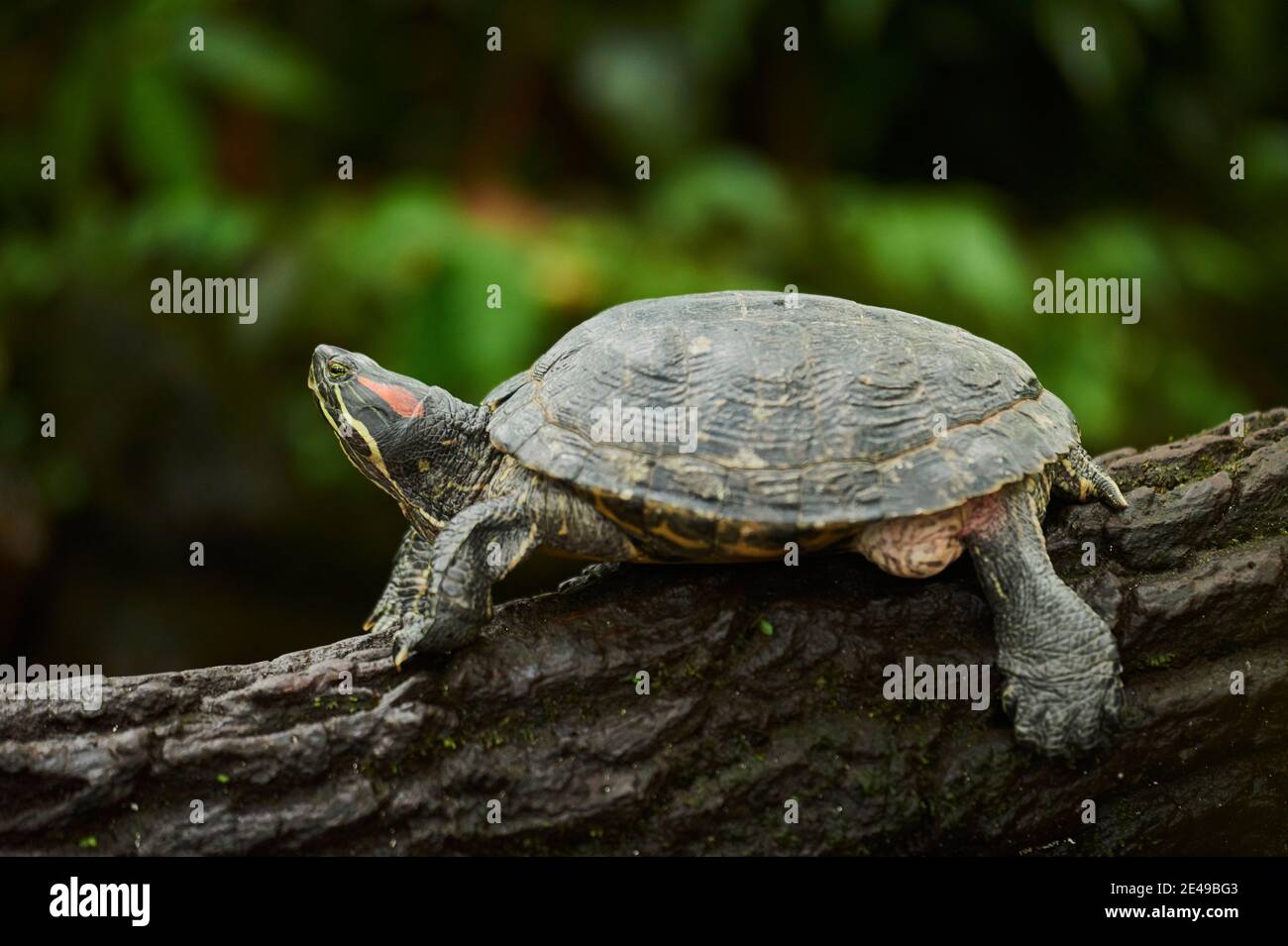 Tartaruga slider rossa (Trachemys scripta elegans), Germania Foto Stock