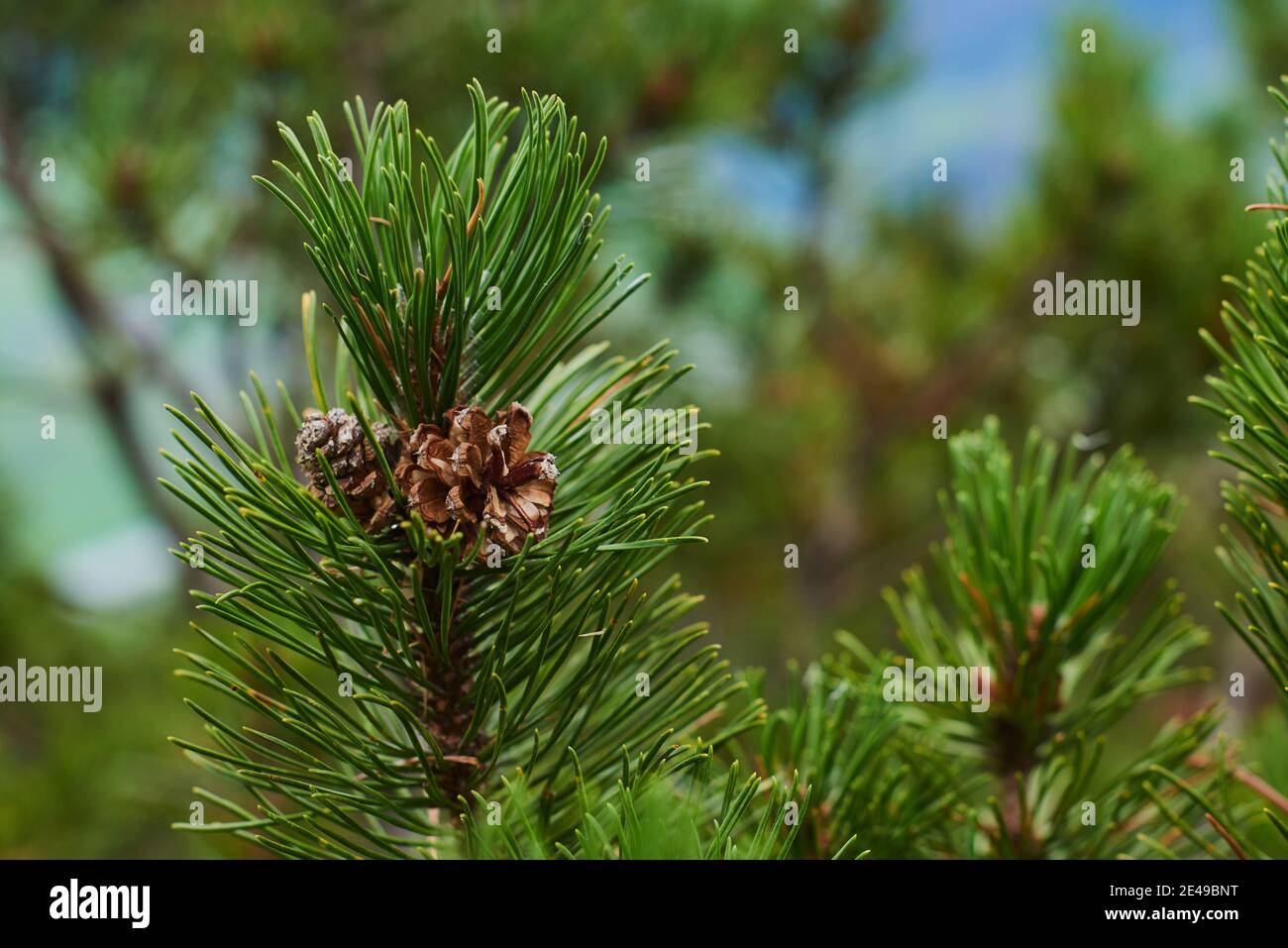 Germogli e coni di pino di montagna, pino di montagna (Pinus mugo) sulla montagna, 'Kleiner Göll', Salisburgo, Austria Foto Stock