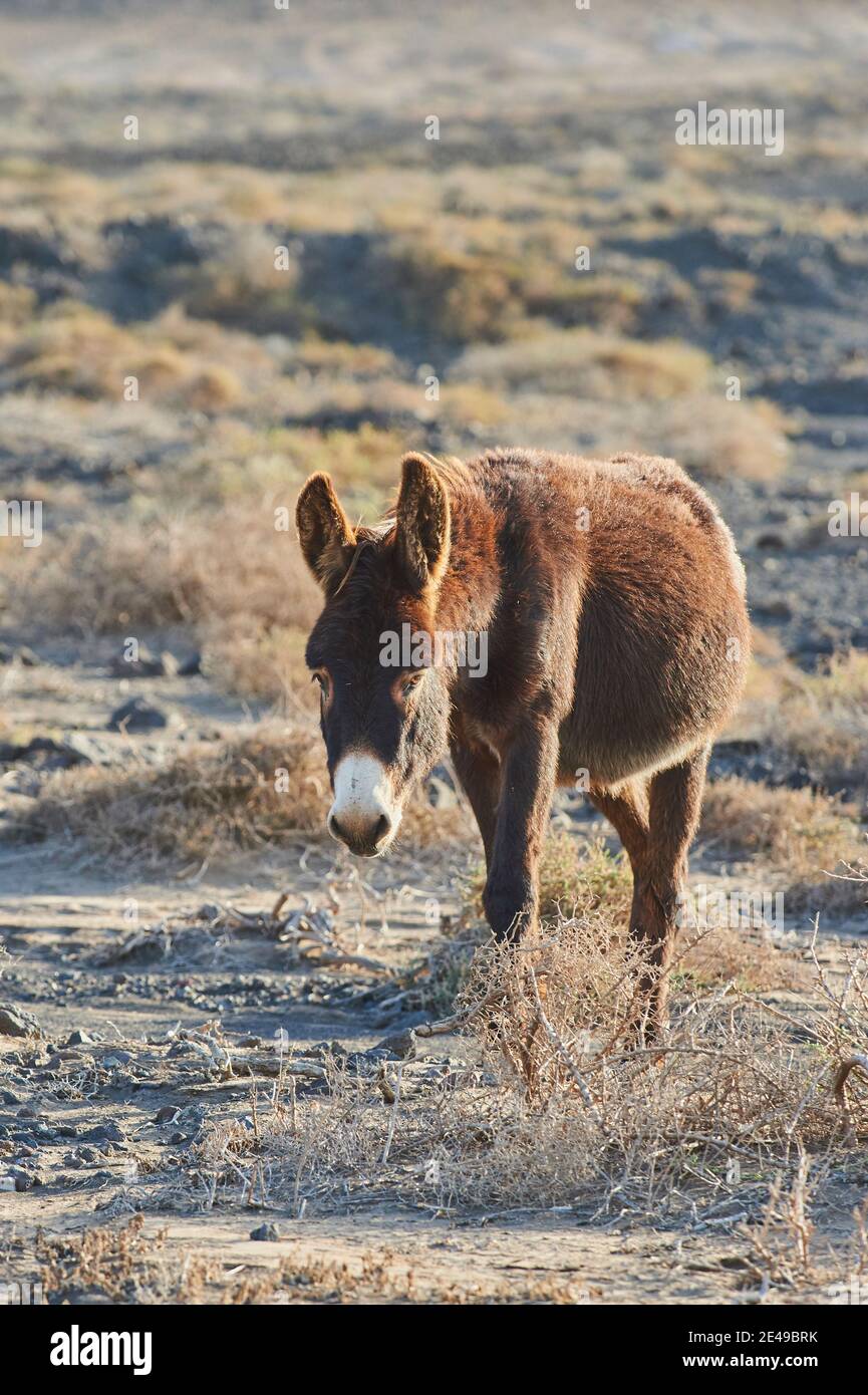Asino africano (Equus africanus asinus) in paesaggio arido, Playa de Cofete, Fuerteventura, Isole Canarie, Spagna Foto Stock