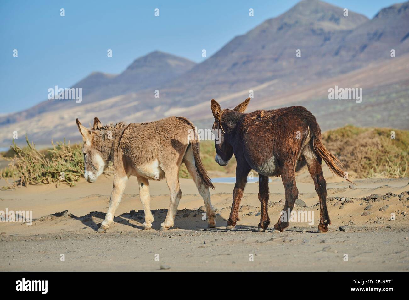 Asino africano (Equus africanus asinus) in paesaggio arido, Playa de Cofete, Fuerteventura, Isole Canarie, Spagna Foto Stock