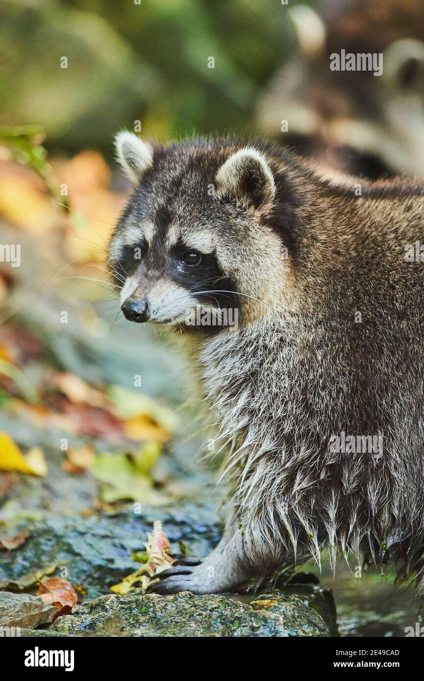 Raccoon, Procyon lotor, ritratto, laterale, in piedi, Baviera, Germania, Europa Foto Stock