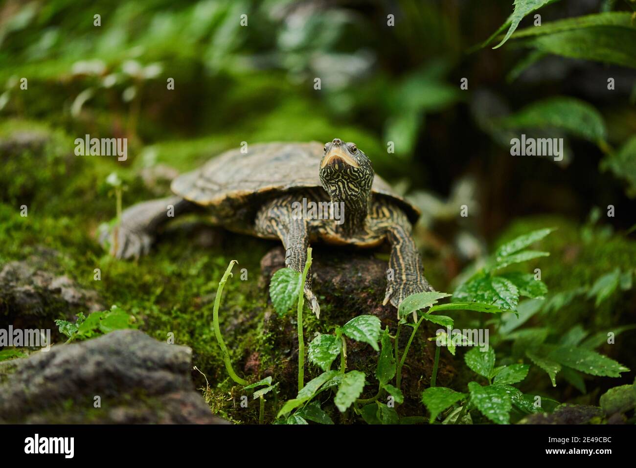 Tartaruga slider rossa (Trachemys scripta elegans), Germania Foto Stock