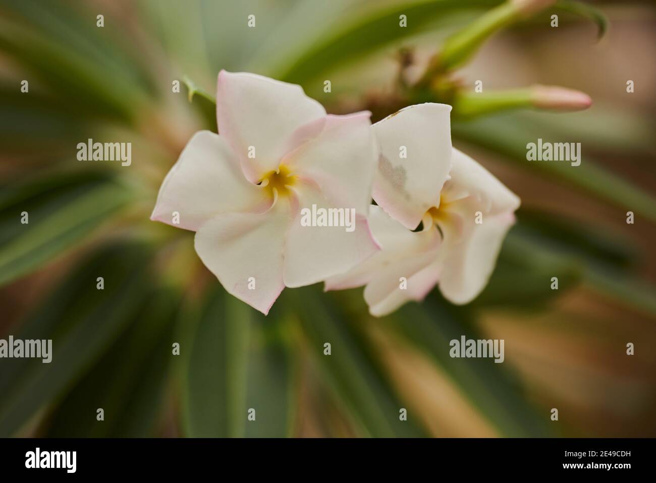 Albero del tempio, frangipani o pagoda (Plumeria rubra), fioritura, presenza in America Centrale, legno ornamentale, Germania, Europa Foto Stock
