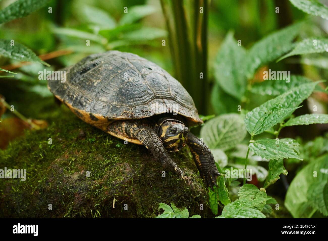 Tartaruga slider rossa (Trachemys scripta elegans), Germania Foto Stock