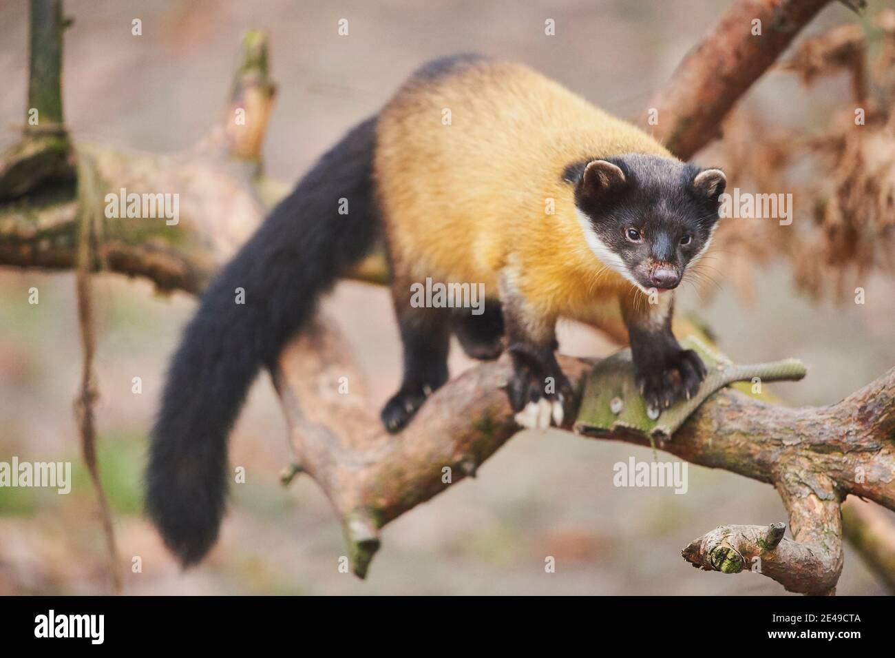 Great Marten, Martes flavigula, Sideways, stand, ramo, guardare nella fotocamera, Foto Stock