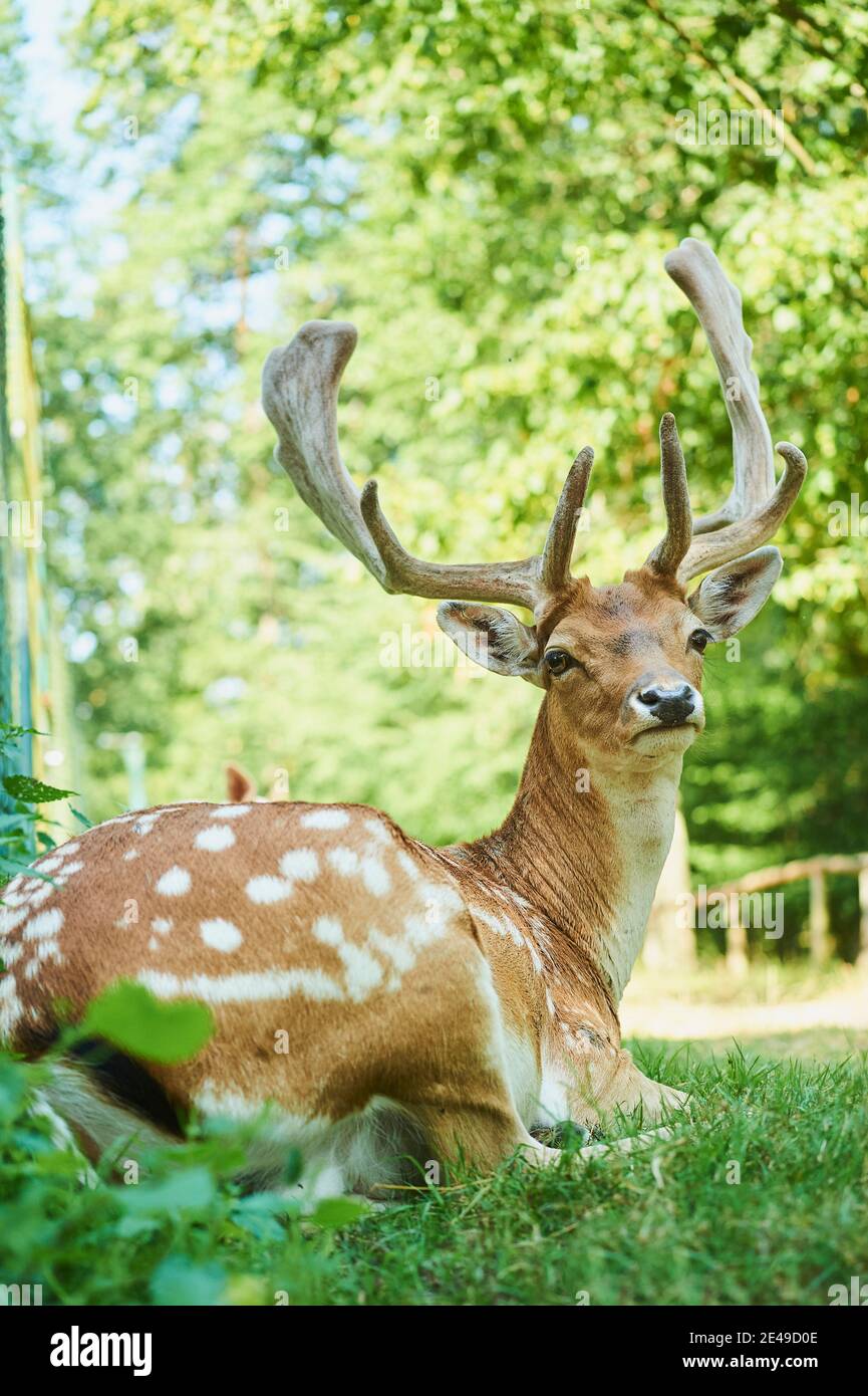 Il daino (Dama dama) si trova ai margini di una foresta, Baviera, Germania Foto Stock