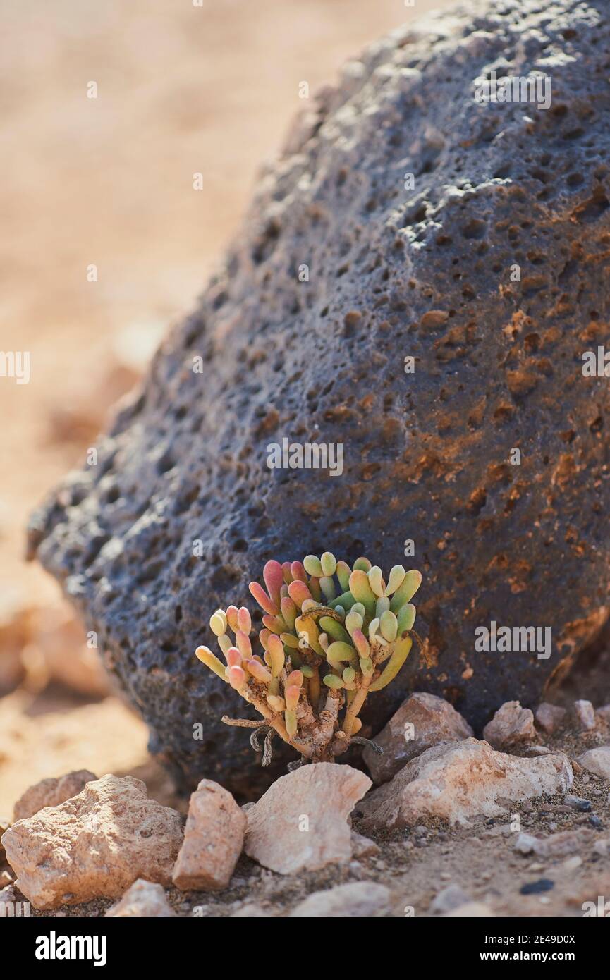 Impianto di ghiaccio annodato (Mesembrianthemum nodiflorum) su una spiaggia all'ombra di una roccia, Fuertevertura, Isole Canarie, Spagna Foto Stock