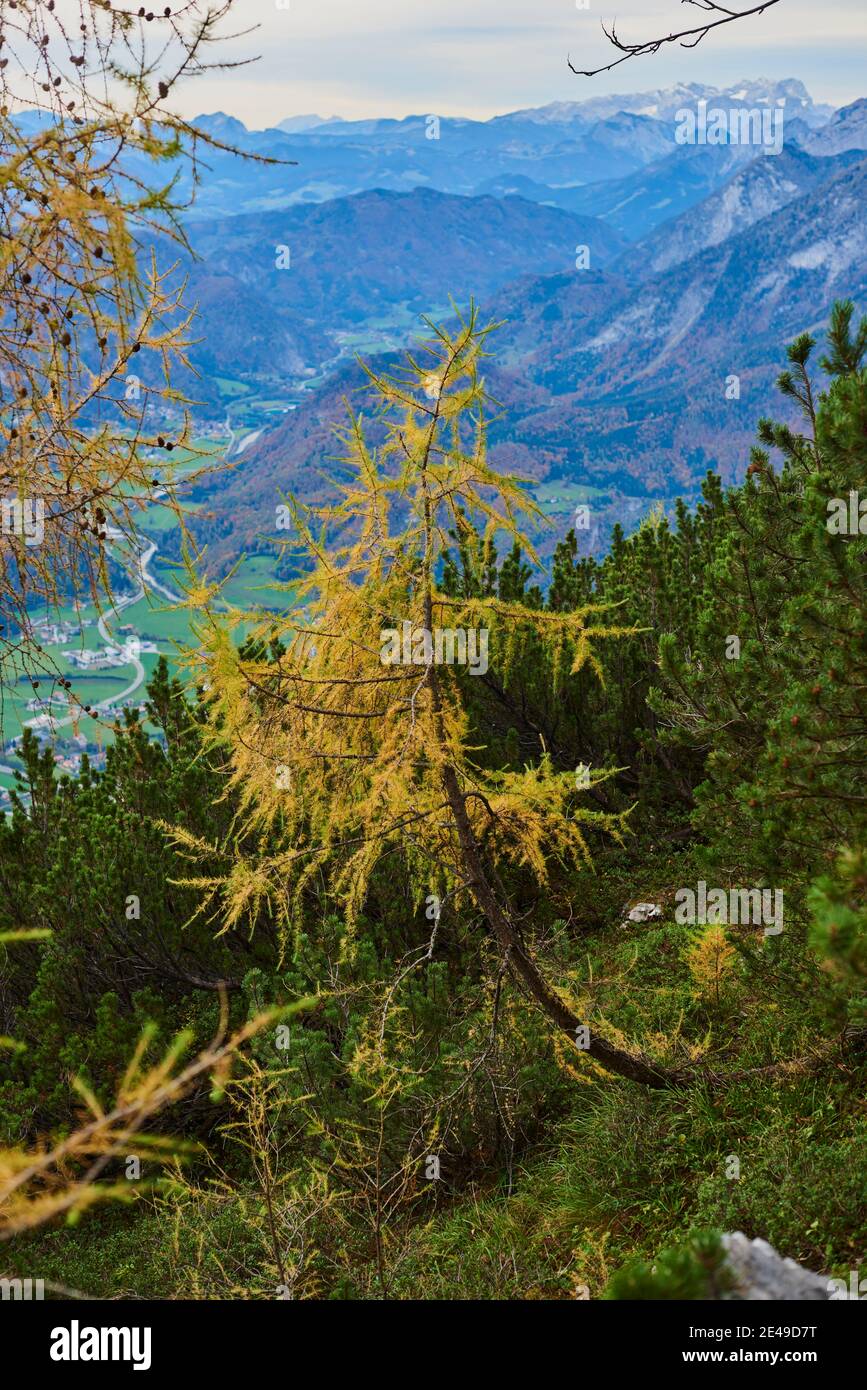 La foresta di larici autunnali (Larix lyallii) lungo il sentiero escursionistico che conduce al Kleiner Göll, alla Salzburger Land, al Parco Nazionale Berchtesgaden, Salisburgo, Austria Foto Stock