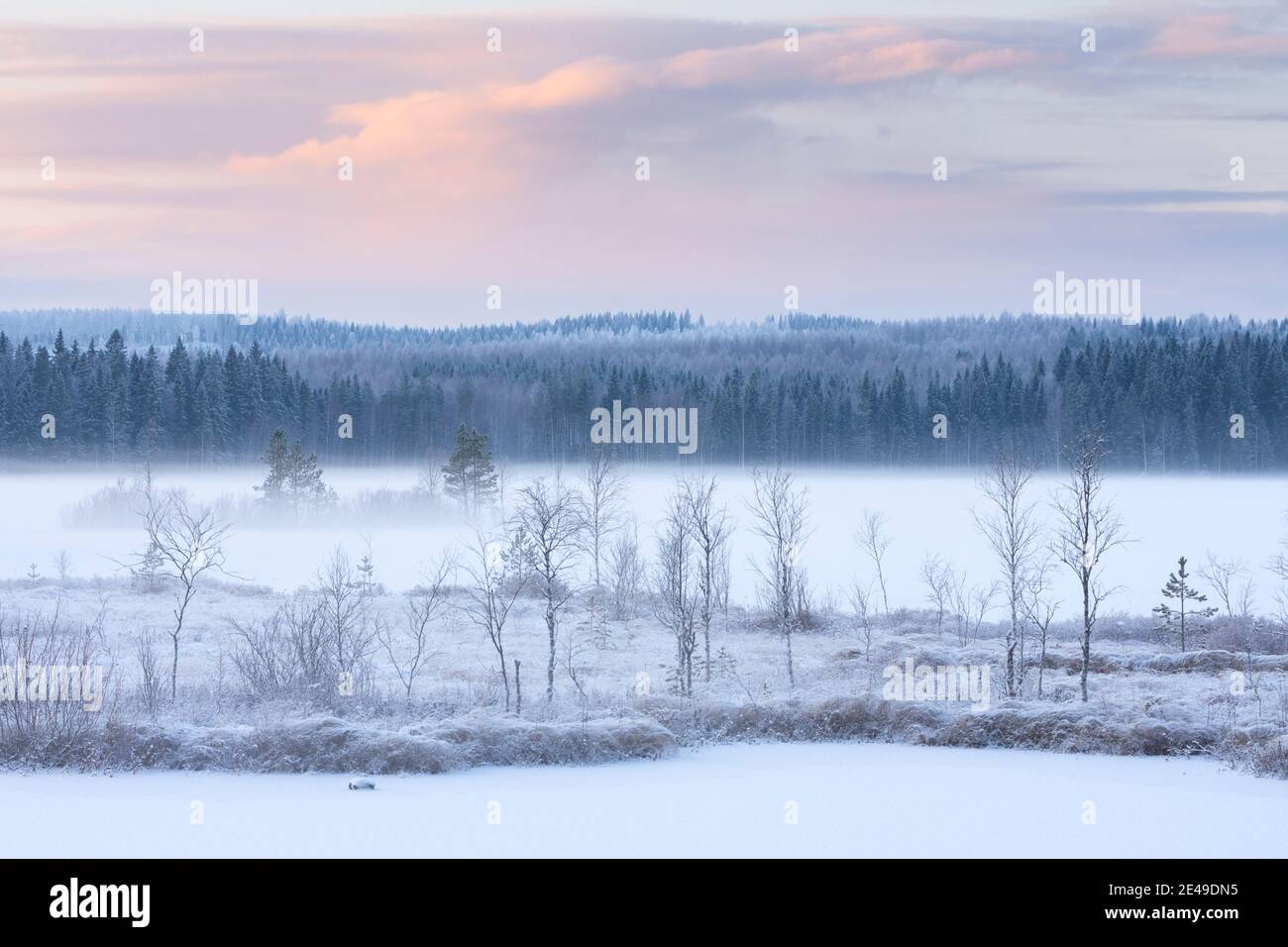 Paesaggio invernale con alberi e siepi coperti di gelo, vapore acqueo che si innalza dal fiume ghiacciato Pielisjoki, Finlandia Foto Stock