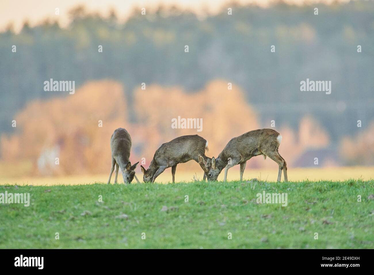 Tre cervi, Capreolus capreolus, laterali, in piedi, prato, bordo della foresta, Baviera, Germania, Europa Foto Stock