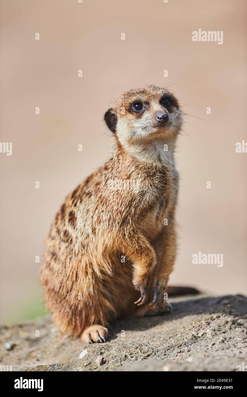 Meerkat (Suricata suricatta), captive, Germania Foto Stock