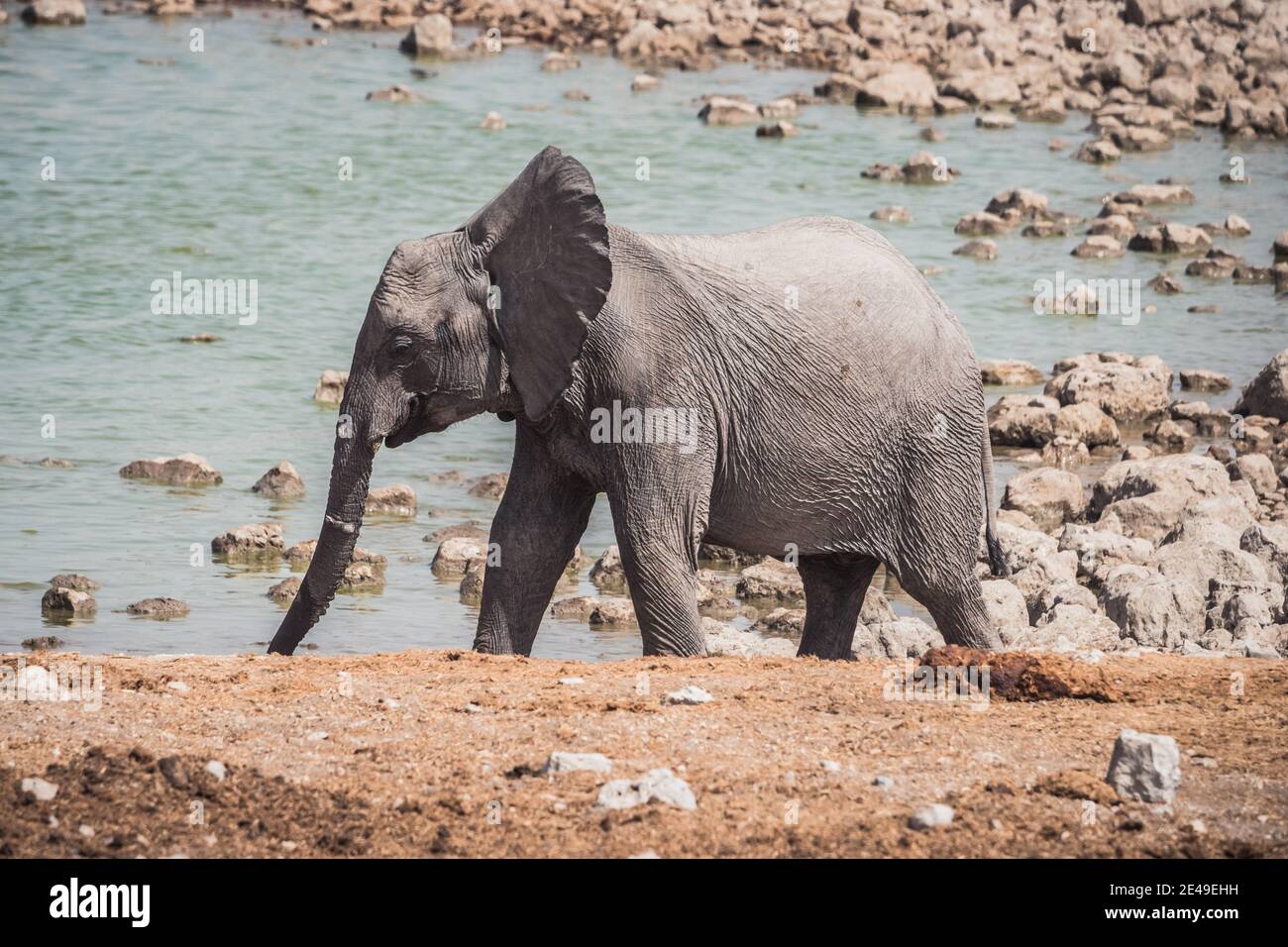 Baby Elephant Calf presso la sorgente Okaukuejo nel Parco Nazionale di Etosha, Namibia, Africa Walking Foto Stock