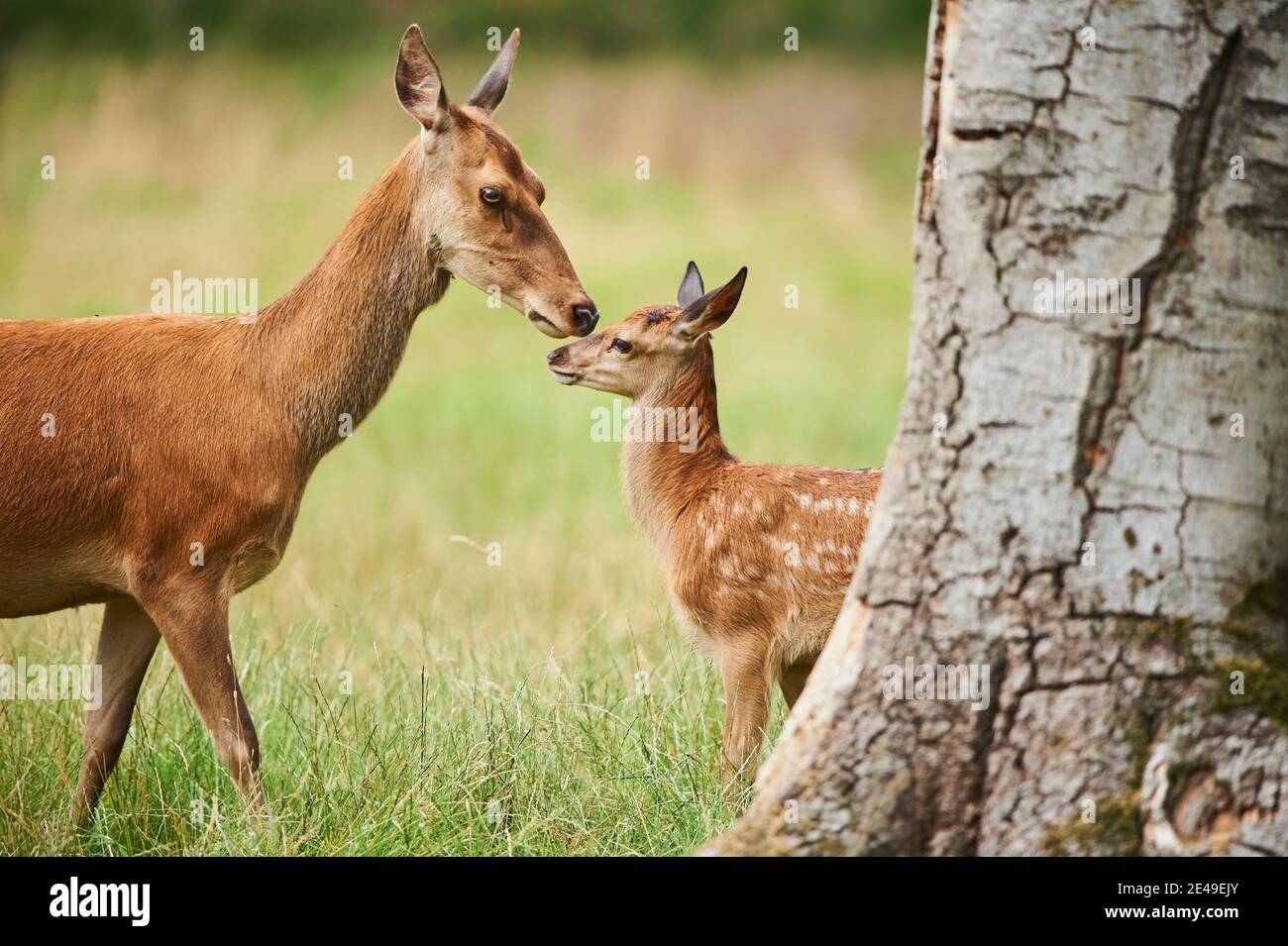 Cervo rosso (Cervus elaphus) madre con il suo giovane animale, in piedi in un prato, in Germania Foto Stock