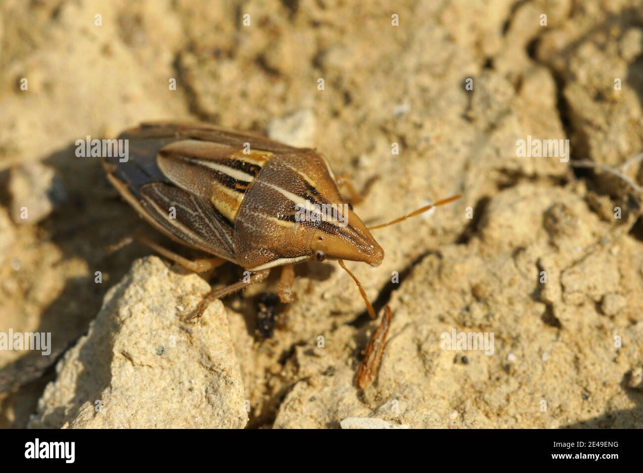 Un bug colorato, Aelia Kluggi, strisciando a terra Foto Stock