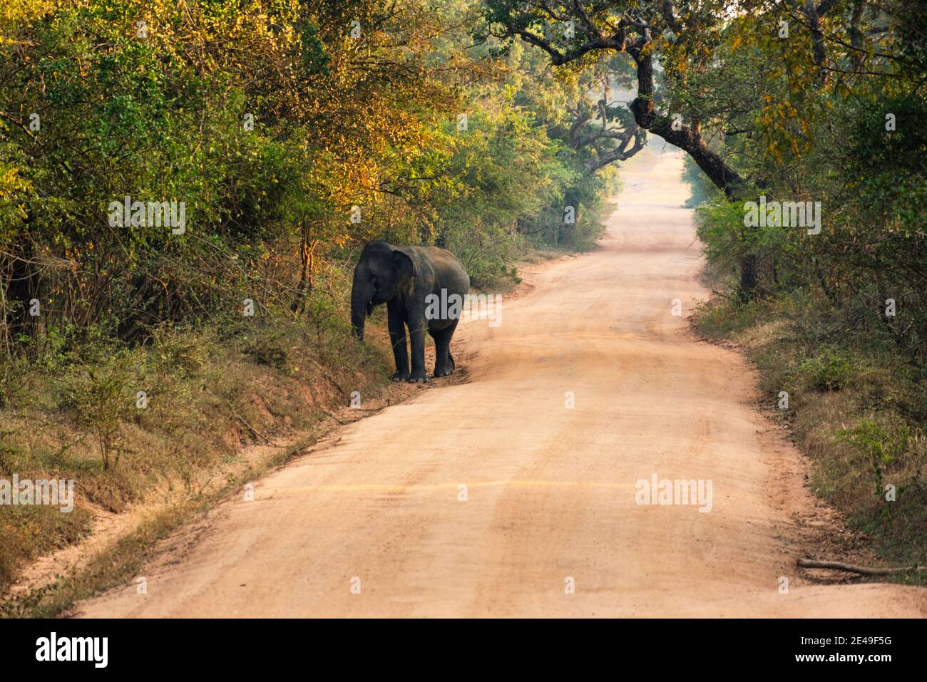 Asiatico, Elefante Indiano che cammina alla calda luce del mattino nella giungla del Parco Nazionale di Yala. Elefante dello Sri Lanka Foto Stock