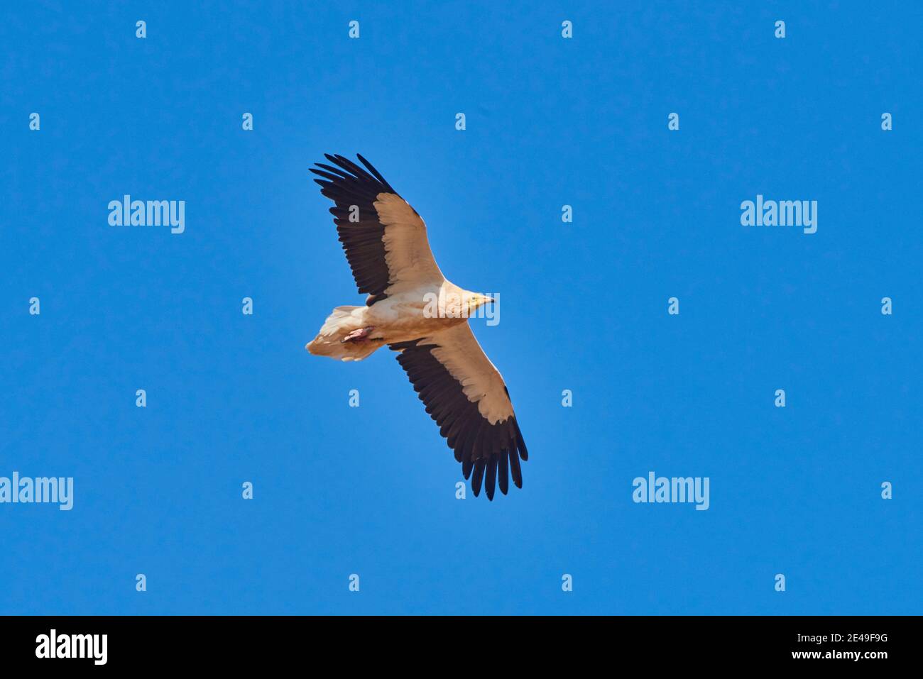 Avvoltoio egiziano (Neophron percnopterus) in volo, Fuerteventura, Isole Canarie, Spagna, Europa Foto Stock