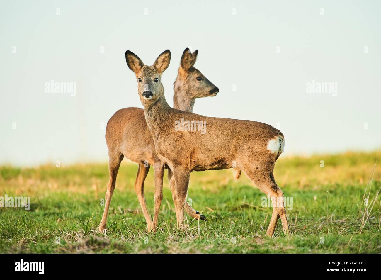 Due cervi, Capreolus capreolus, laterali, in piedi, prato, guardando nella fotocamera, Baviera, Germania, Europa Foto Stock