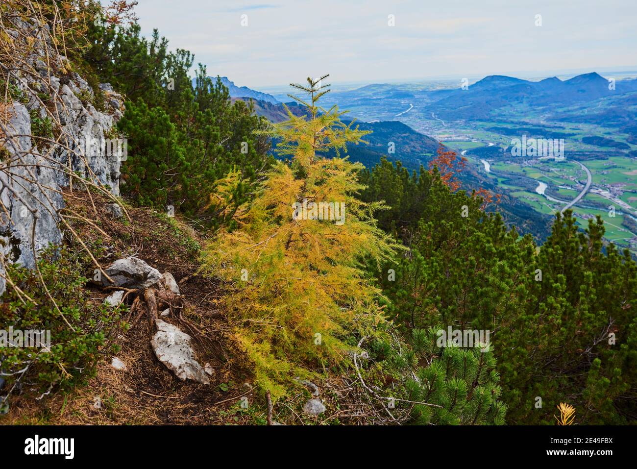 La foresta di larici autunnali (Larix lyallii) lungo il sentiero escursionistico che conduce al Kleiner Göll, alla Salzburger Land, al Parco Nazionale Berchtesgaden, Salisburgo, Austria Foto Stock