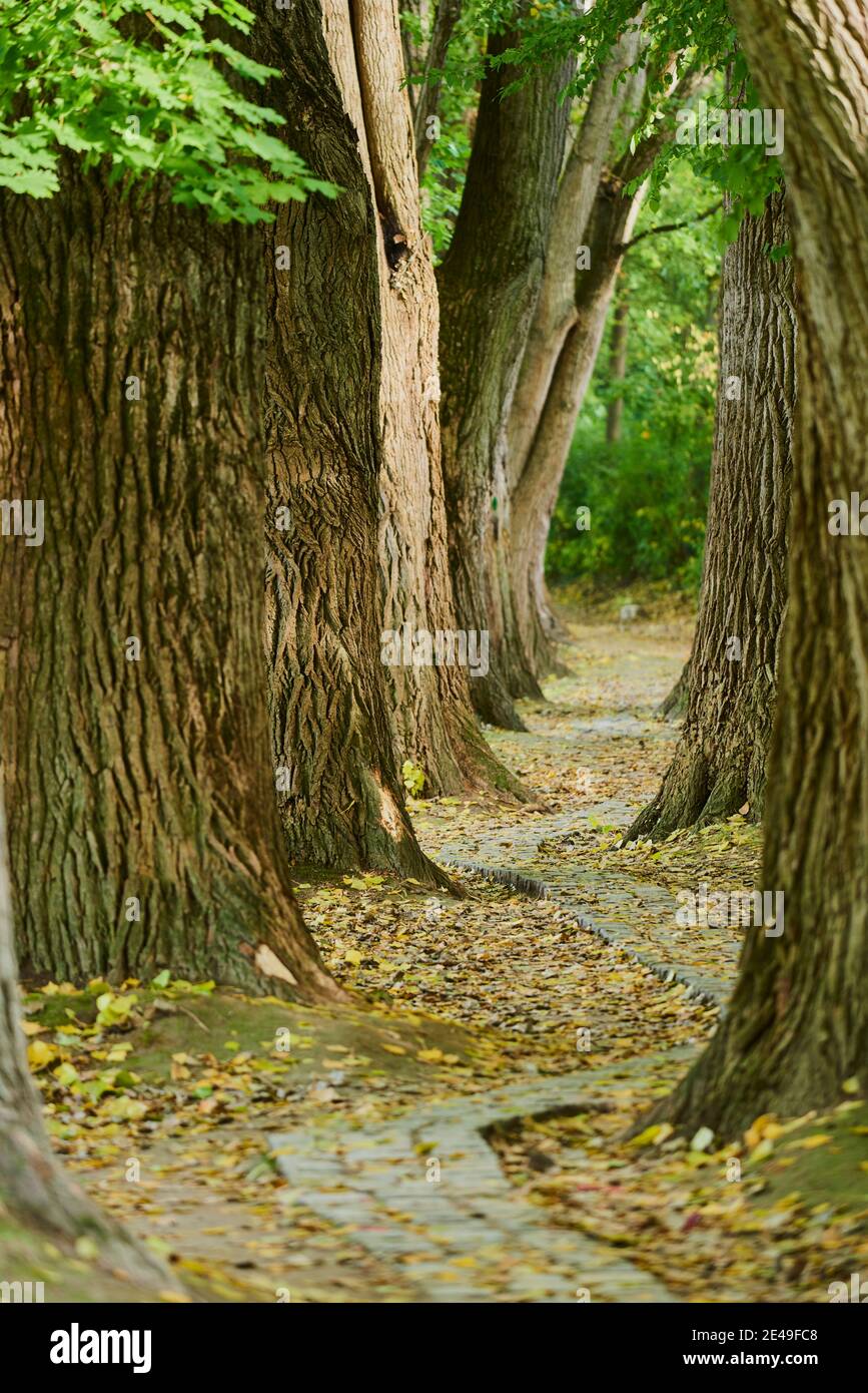 Area ricreativa di Inselpark, aspen tremante (populus tremula), avenue, autunno, Ratisbona, Baviera, Germania Foto Stock