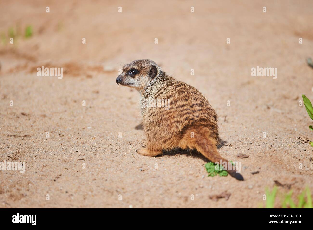 Meerkat (Suricata suricatta), captive, Germania Foto Stock