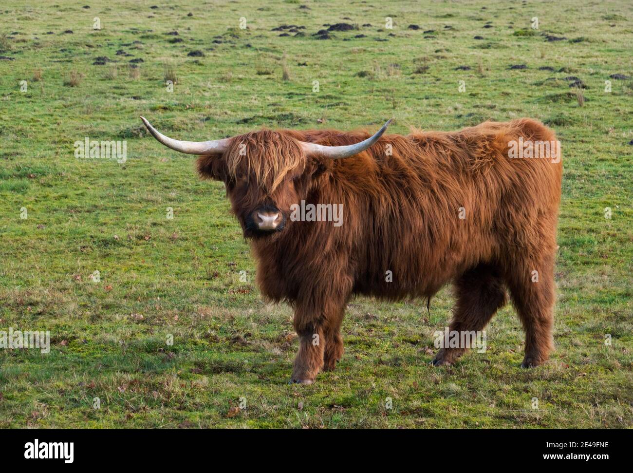 Mucca scozzese dell'altopiano con lunghi capelli rossi e corna lunghe visto da un lato Foto Stock