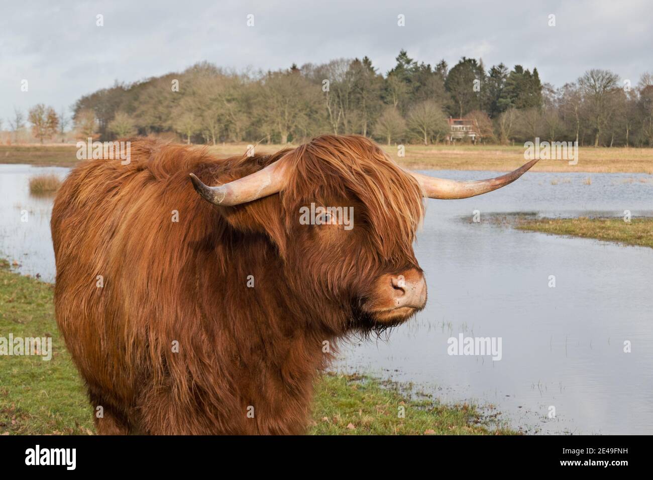 Mucca scozzese dell'altopiano con lunghi capelli rossi, corna lunghe e viso carino Foto Stock