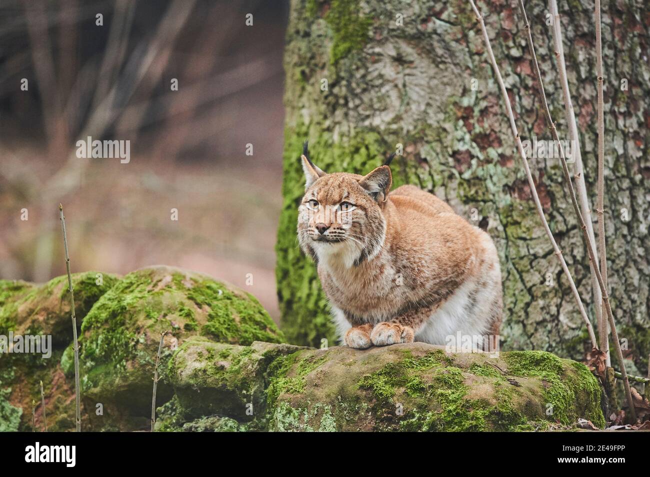 La lince europea (LYNX LYNX) si trova sulla roccia, in cattività, Baviera, Germania Foto Stock